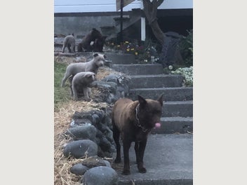 Image 1 of 4