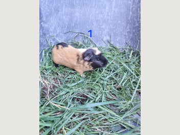 Image 1 of 16