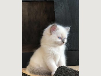Image 1 of 4