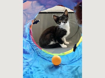 Image 1 of 10