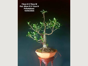 Image 1 of 12
