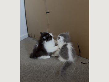 Image 1 of 17