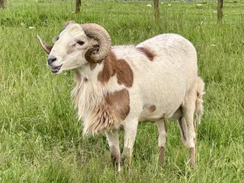 Image 1 of 4