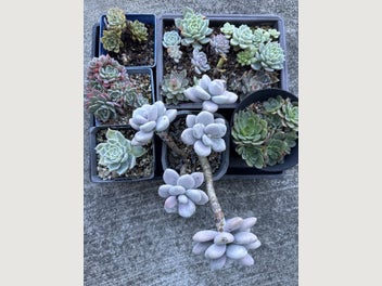 Image 1 of 9