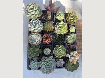 Image 1 of 6