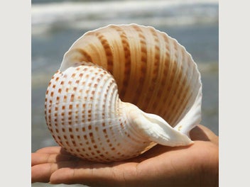 Image 1 of 8