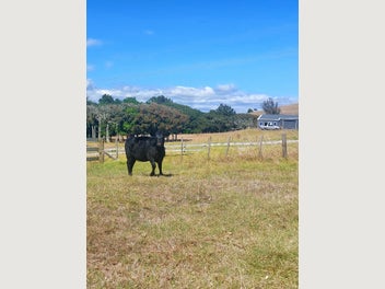 Image 1 of 6