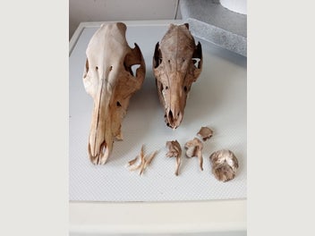 Image 1 of 2