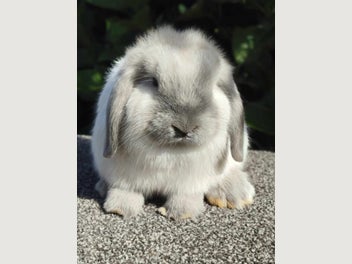 Image 1 of 4