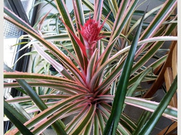 Image 1 of 7