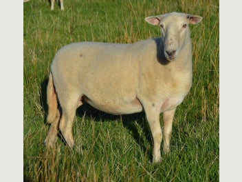 Image 1 of 4