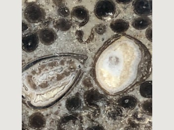 Image 1 of 12