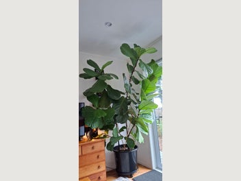 Image 1 of 9