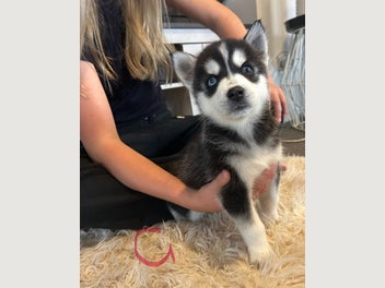 Image 1 of 11