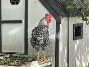 Image 1 of 4