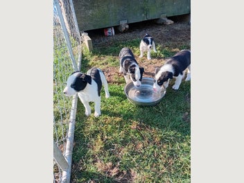 Image 1 of 11