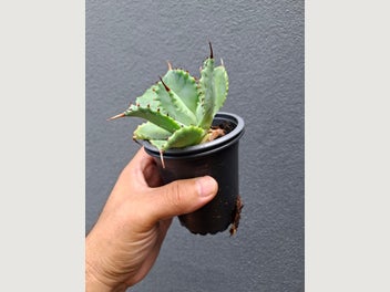 Image 1 of 3