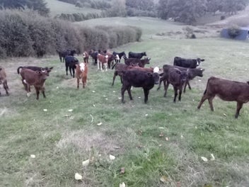 Image 1 of 6