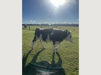 Image 1 of 10