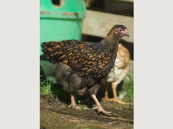Image 1 of 7