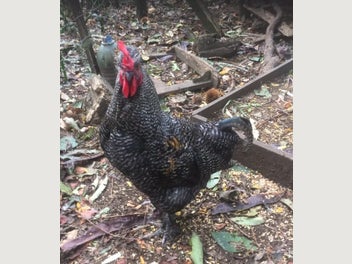 Image 1 of 5