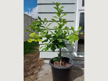 Image 1 of 5