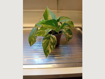 Image 1 of 10