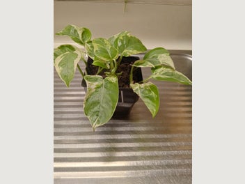 Image 1 of 8