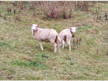 Image 1 of 4