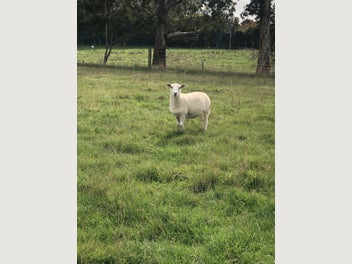 Image 1 of 4