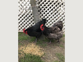 Image 1 of 5