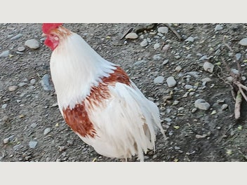 Image 1 of 7