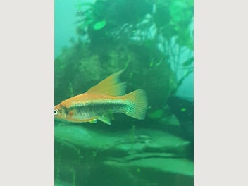 Image 1 of 7