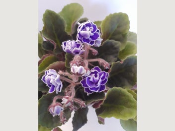 Image 1 of 3