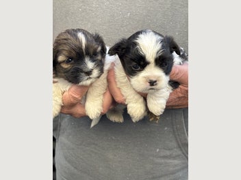 Image 1 of 5