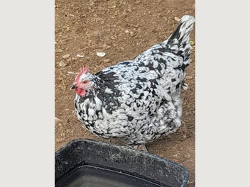 Image 1 of 7