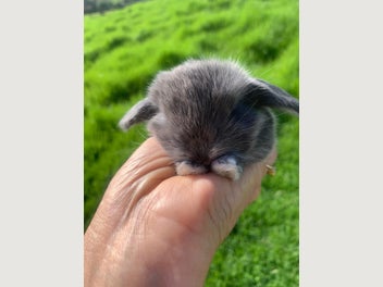 Image 1 of 4