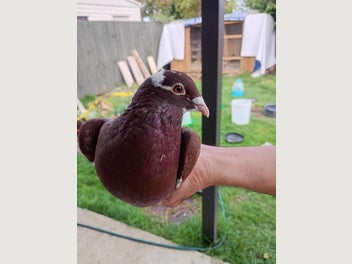 Image 1 of 15