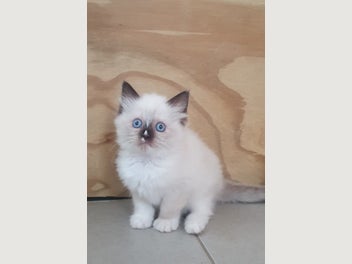 Image 1 of 4