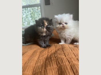 Image 1 of 11