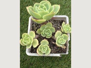 Image 1 of 4