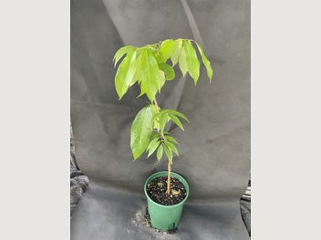 Image 1 of 7