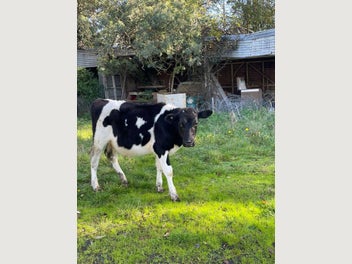 Image 1 of 10