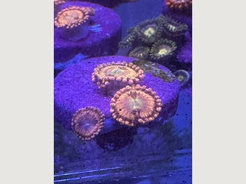 Image 1 of 10