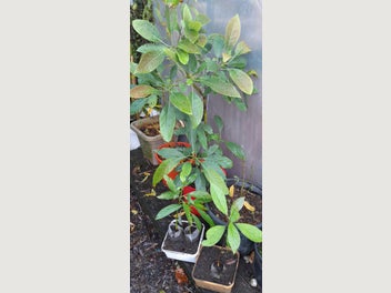 Image 1 of 12