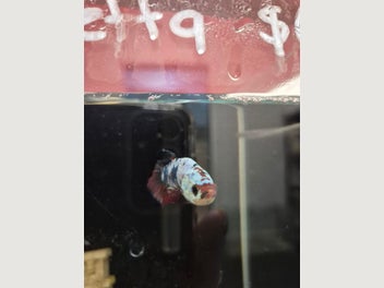 Image 1 of 1