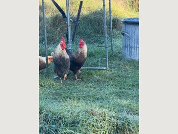 Image 1 of 3