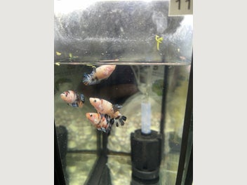 Image 1 of 20
