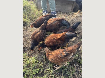 Image 1 of 5