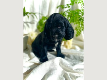 Image 1 of 8